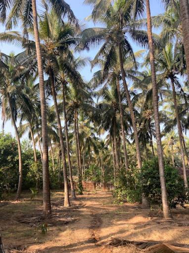 Sneh Beach Homestay - Wayangani Vengurla Luaran gambar